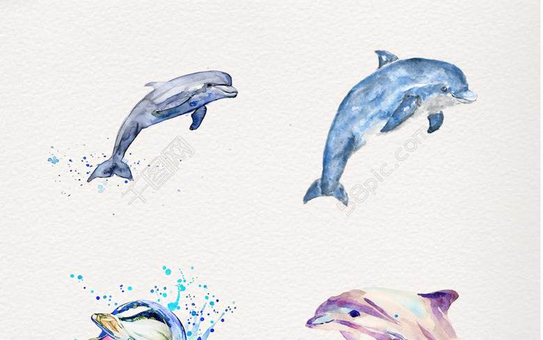 海豚水彩画 海豚水彩画教程步骤图片-图片2