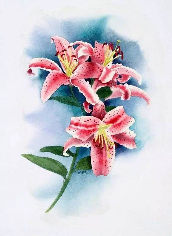 百合花水彩