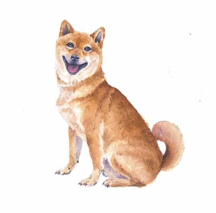柴犬水彩画