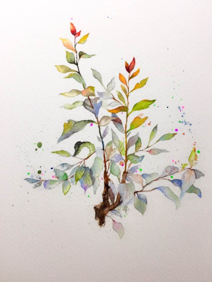 水彩画植物