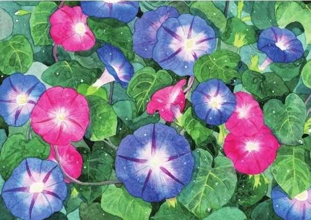 牵牛花水彩画 牵牛花水彩画的画法-图片2