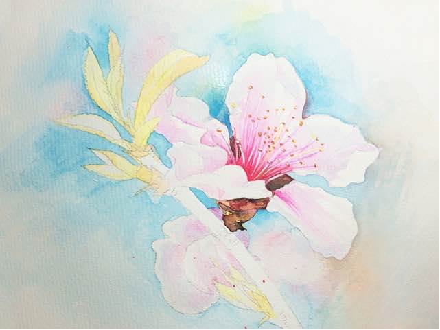 桃花水彩画