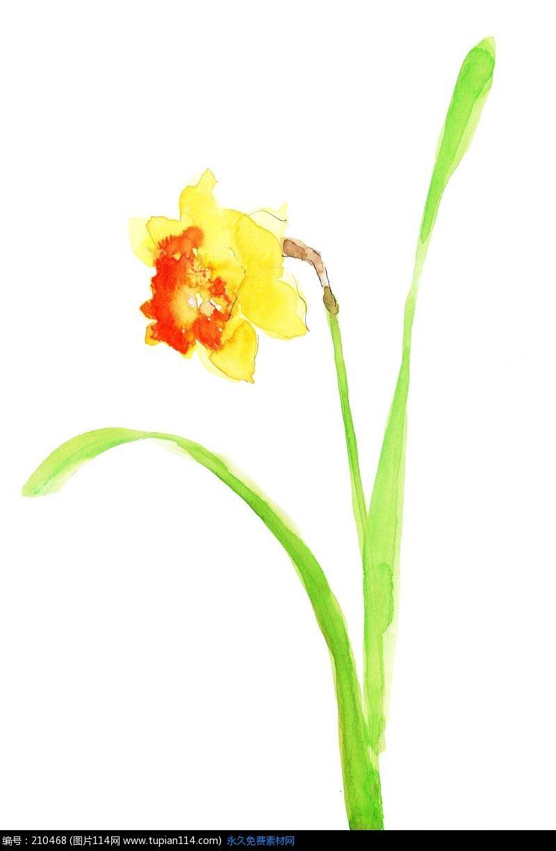 水仙花水彩画