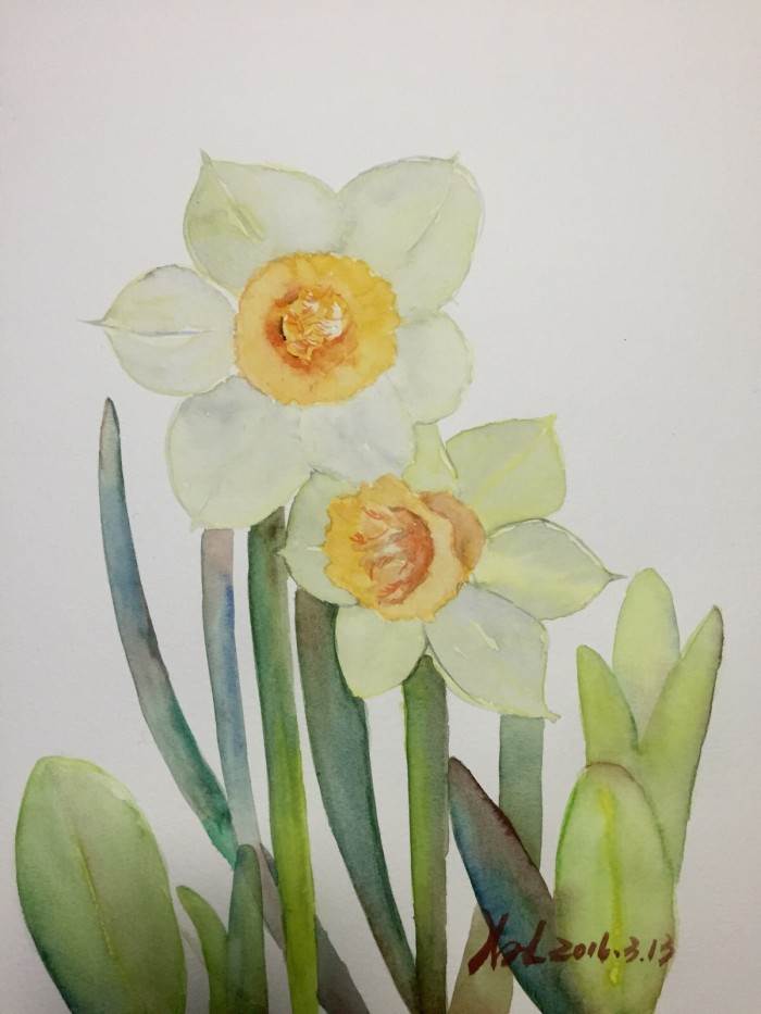 水仙花水彩画 水仙花水彩画教程视频-图片1