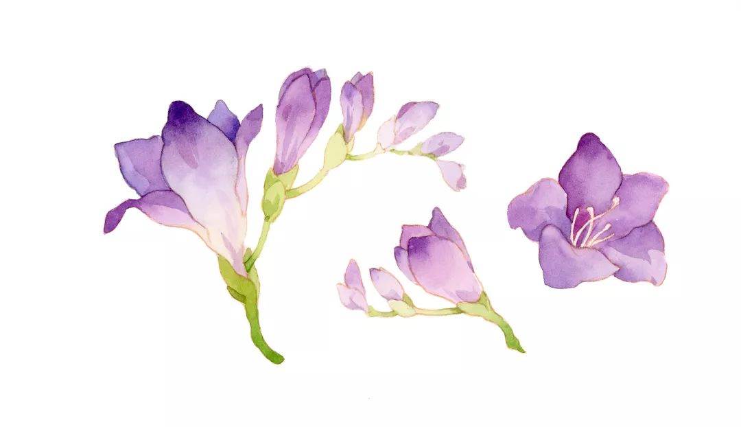 水彩画入门花 水彩画入门花卉线稿-图片1