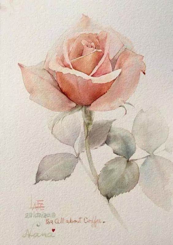 玫瑰花水彩画 玫瑰花画画教程-图片1