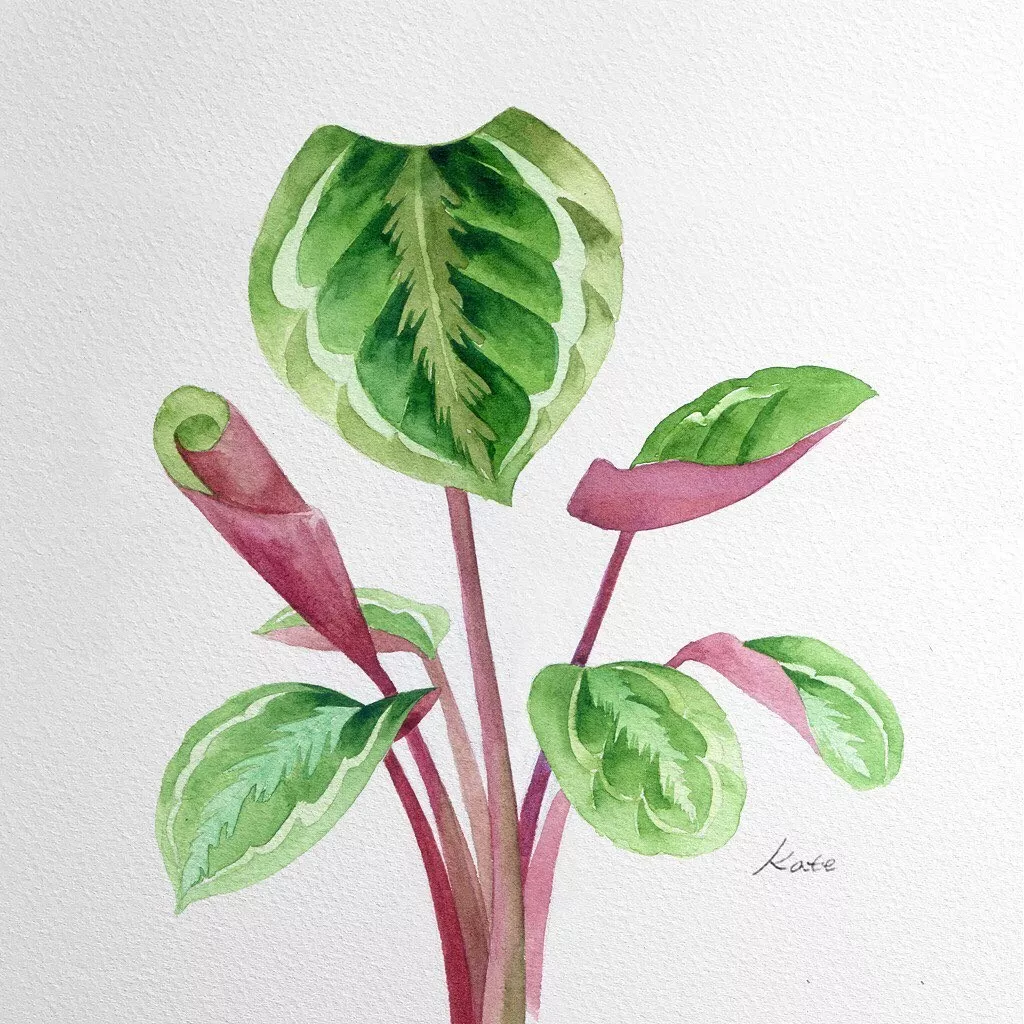 超简单的水彩画植物