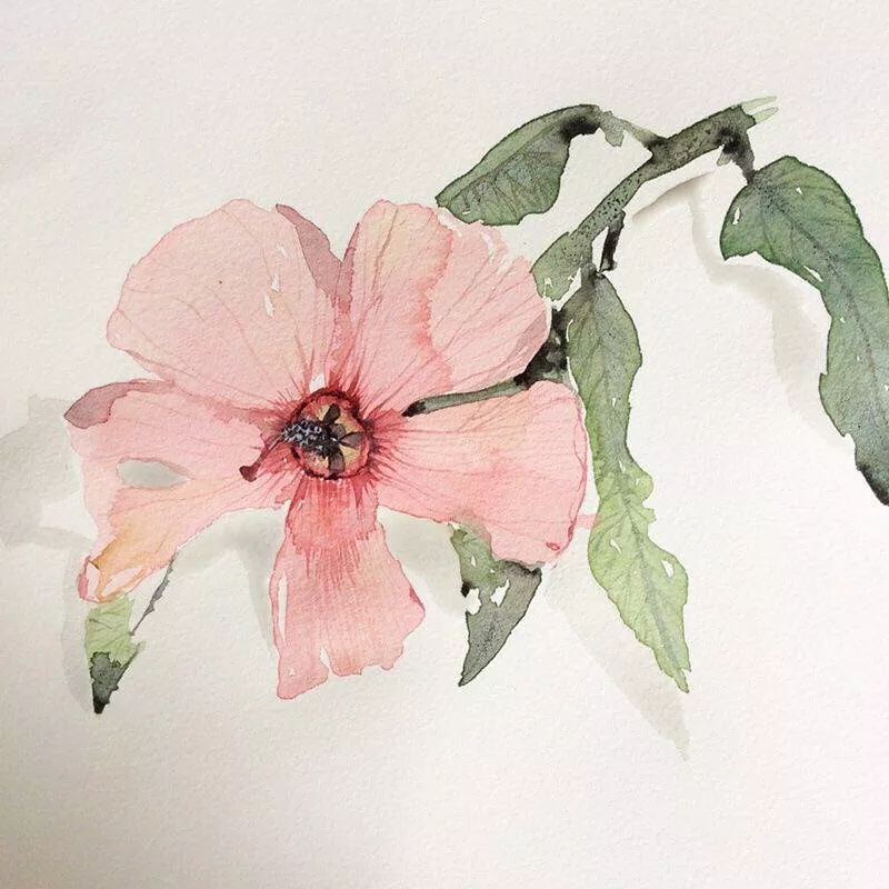水彩画入门花 水彩画入门花卉线稿-图片1