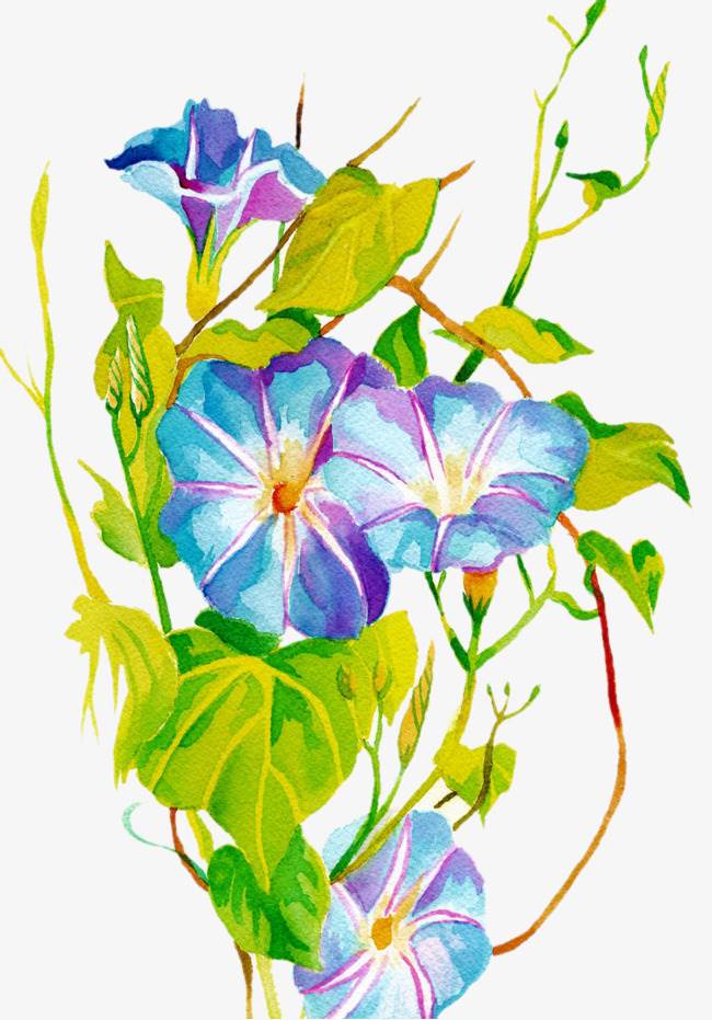 牵牛花水彩画 牵牛花水彩画的画法-图片2
