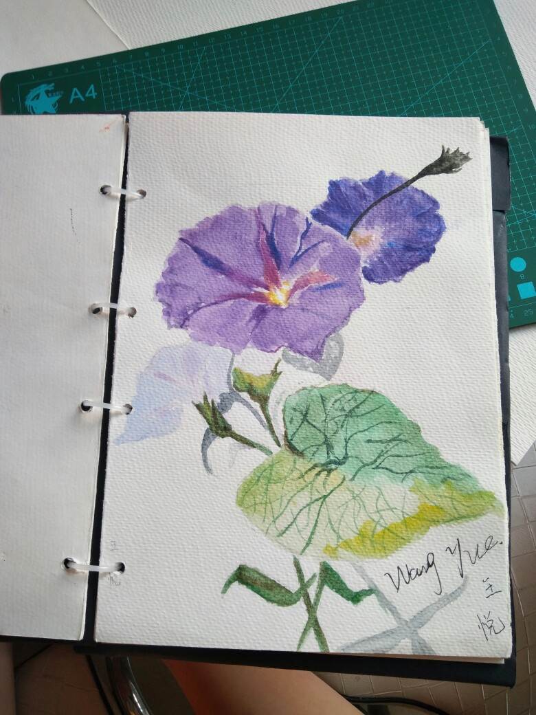 牵牛花水彩画 牵牛花水彩画的画法-图片3