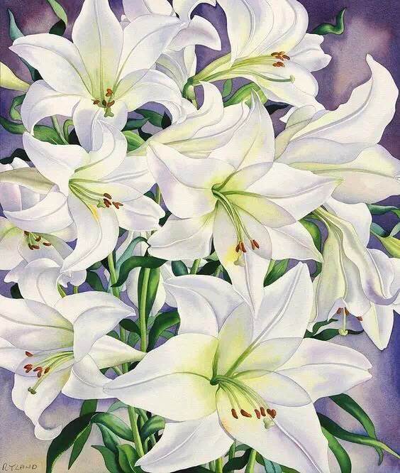 百合花水彩 百合花水彩画法步骤-图片4