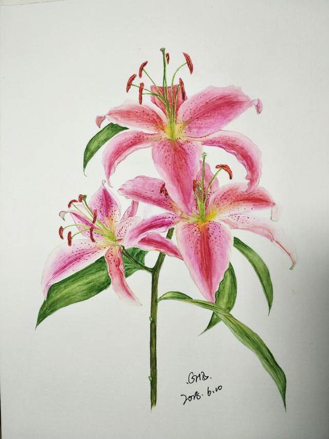 百合花水彩 百合花水彩画法步骤-图片2
