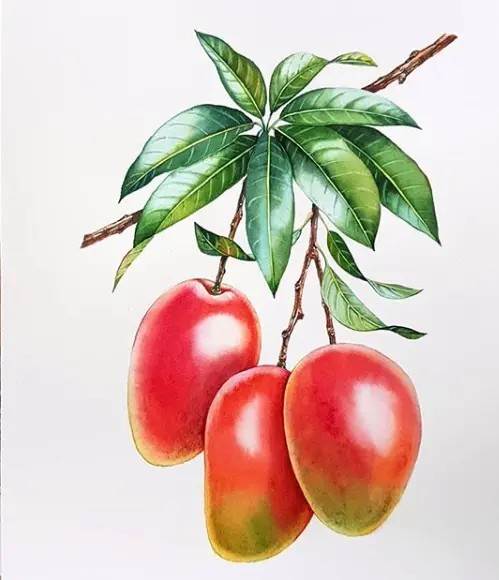 简单水彩画水果