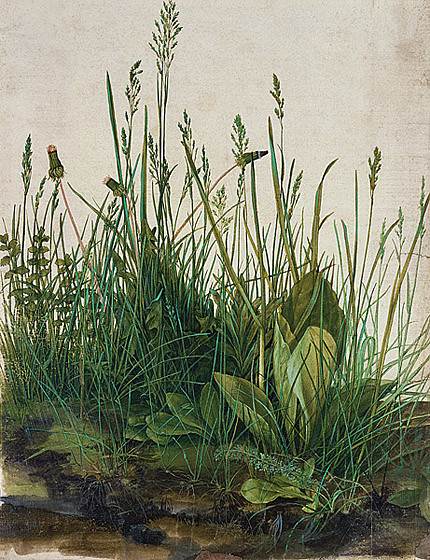 丢勒第一幅水彩画