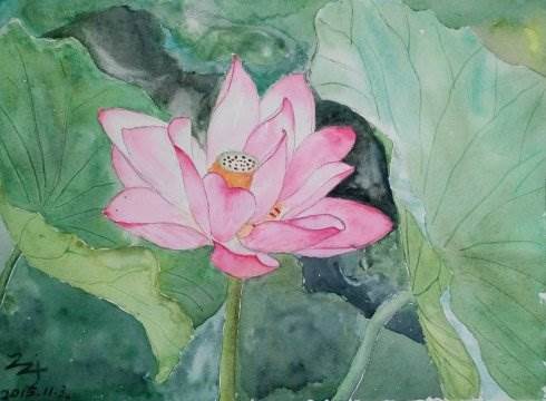 荷花画水彩画