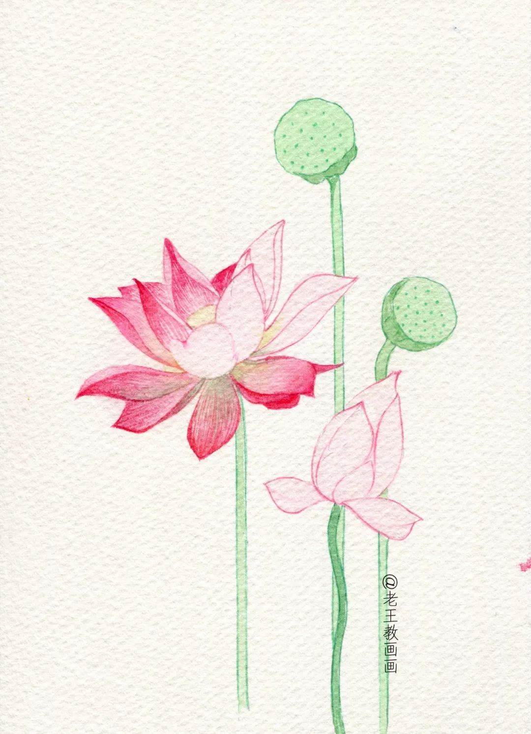 荷花画水彩画
