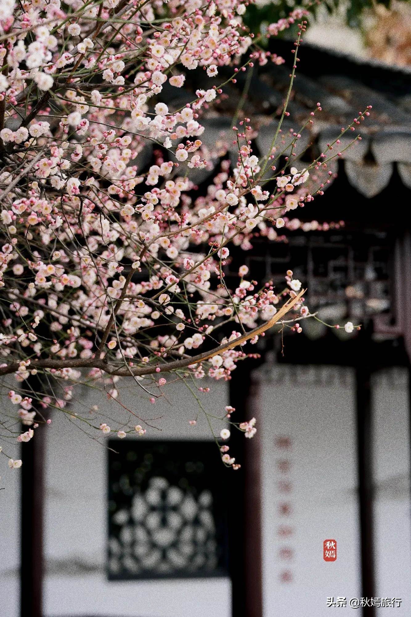 水粉画梅花