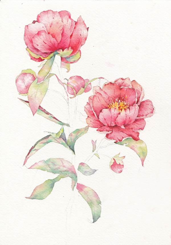 牡丹水粉画