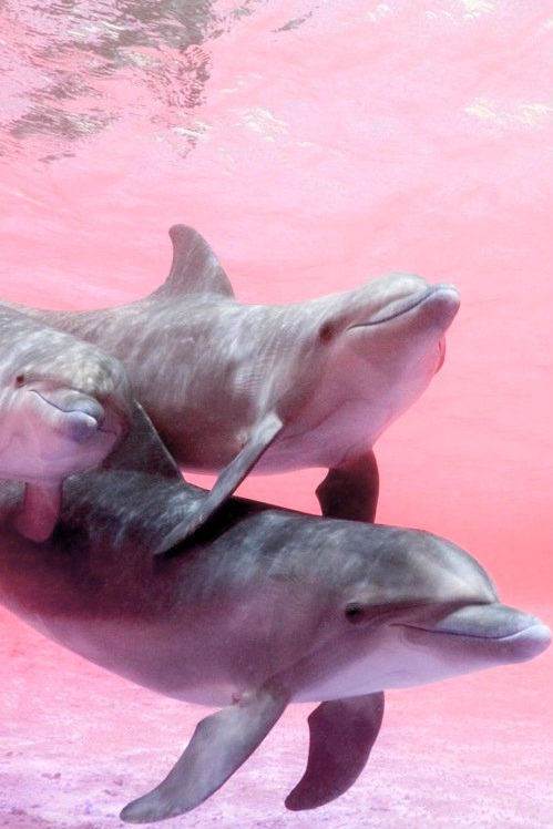 海豚水粉画