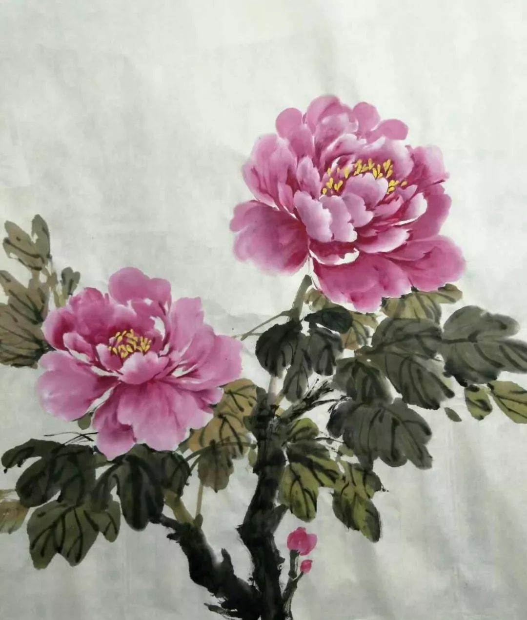 怎么用水粉画牡丹