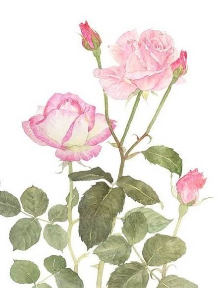 蔷薇水彩画