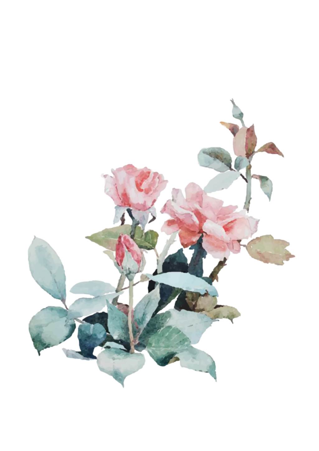 蔷薇水彩画