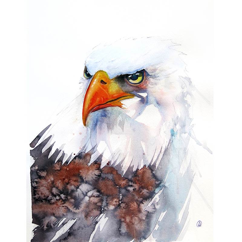 鸟类水彩画