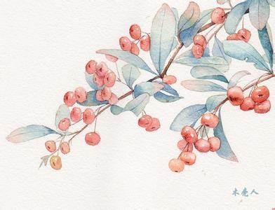 山楂水彩画