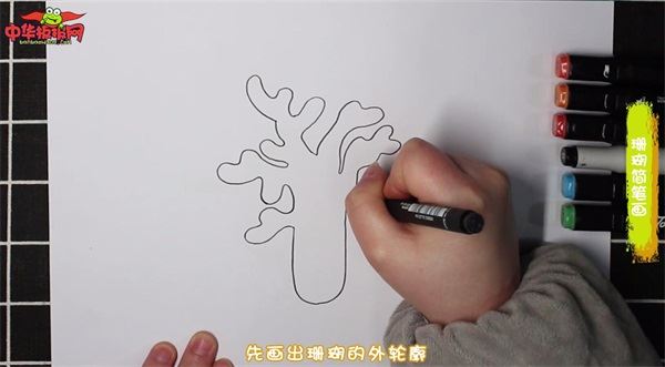 珊瑚怎么画 珊瑚简笔画简单易画彩色