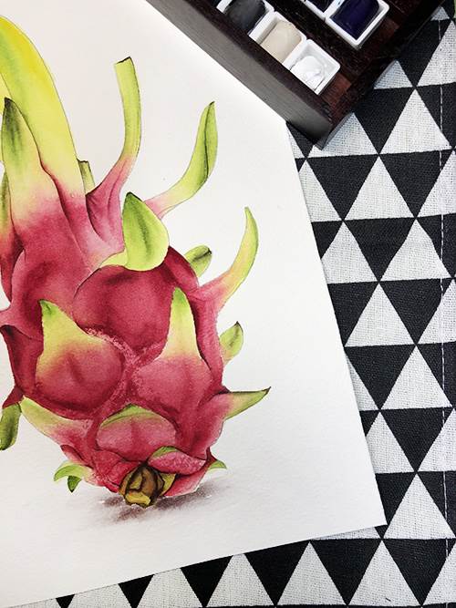 火龙果水彩画