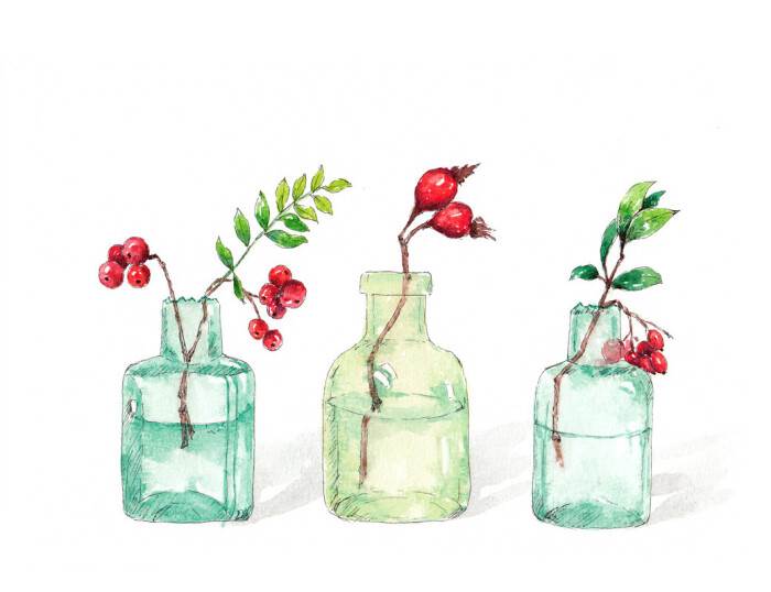 动植物水彩画