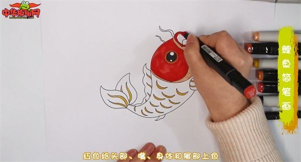 鲤鱼怎么画 鲤鱼简笔画彩色