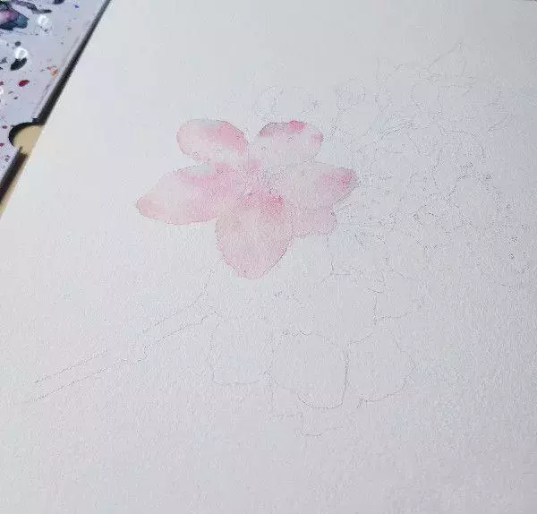 固体水彩画樱花