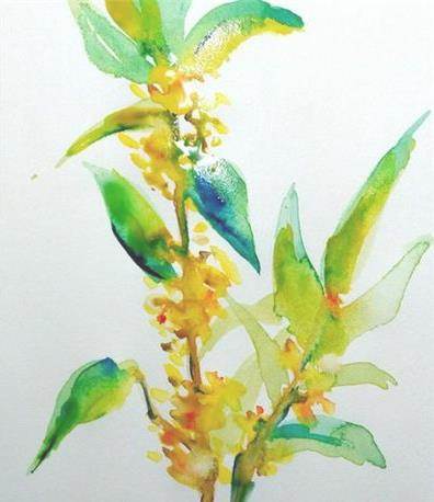桂花水彩画