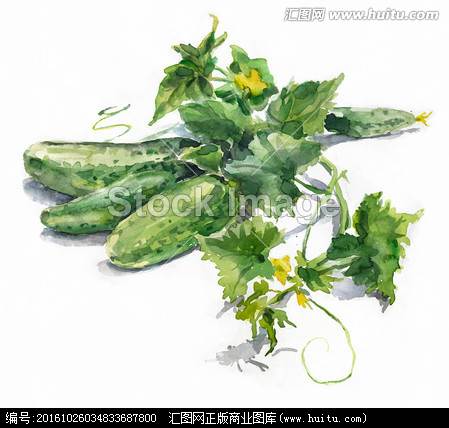 黄瓜水彩画