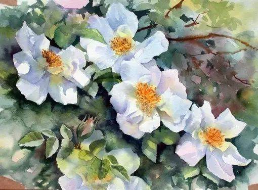 花卉水彩画作品欣赏