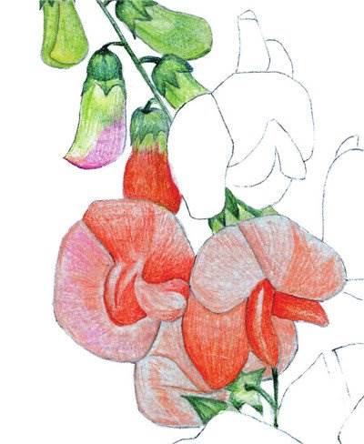 用水粉画花怎么画