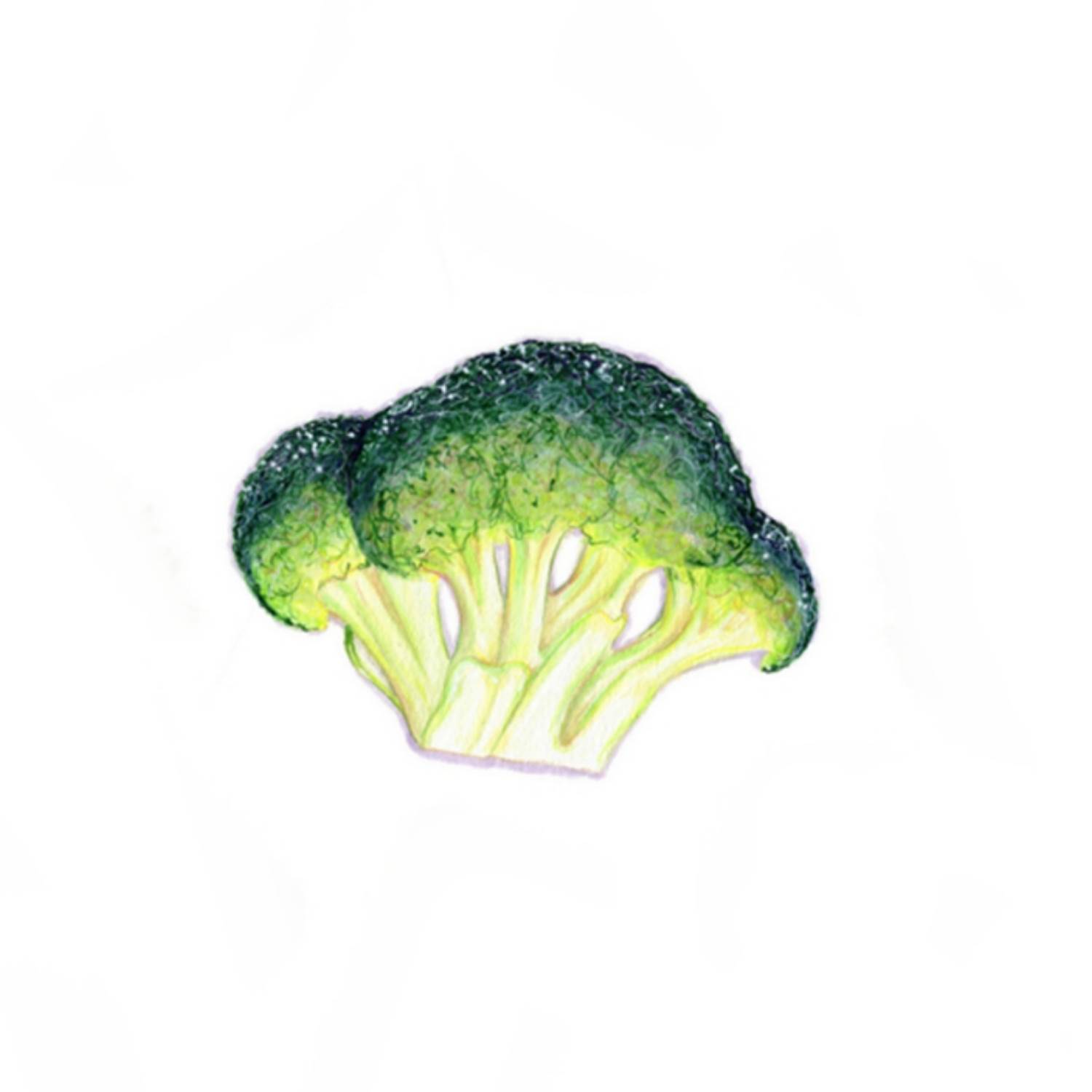 西兰花水粉画