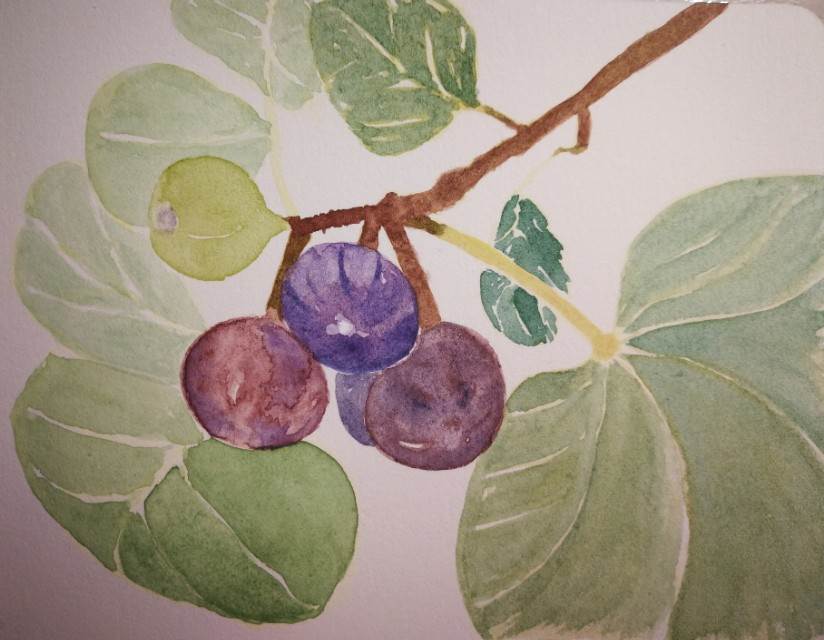 简单水彩小画