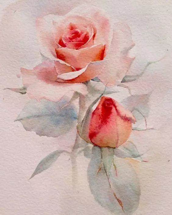 玫瑰花图片水彩画