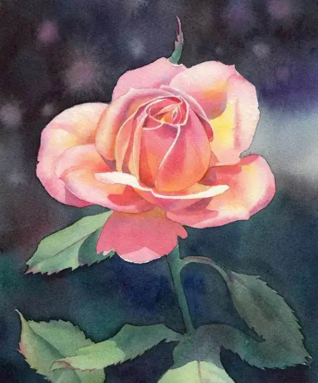 玫瑰花图片水彩画