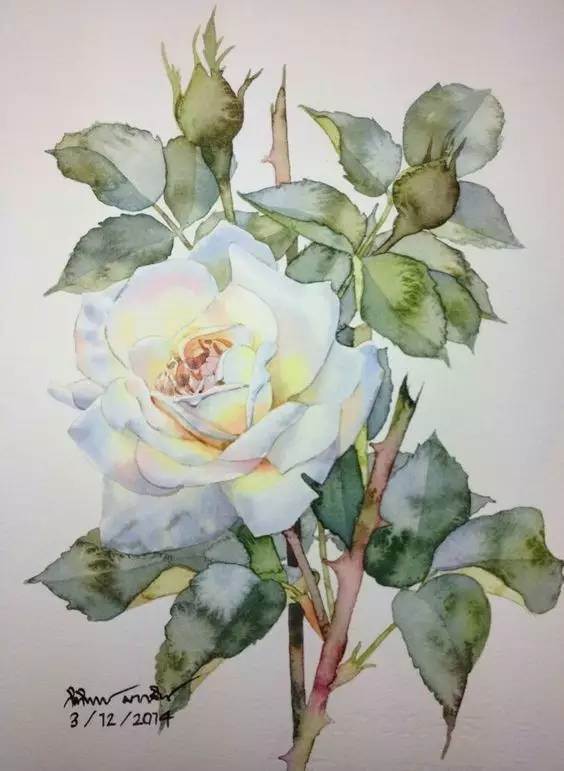 玫瑰花图片水彩画