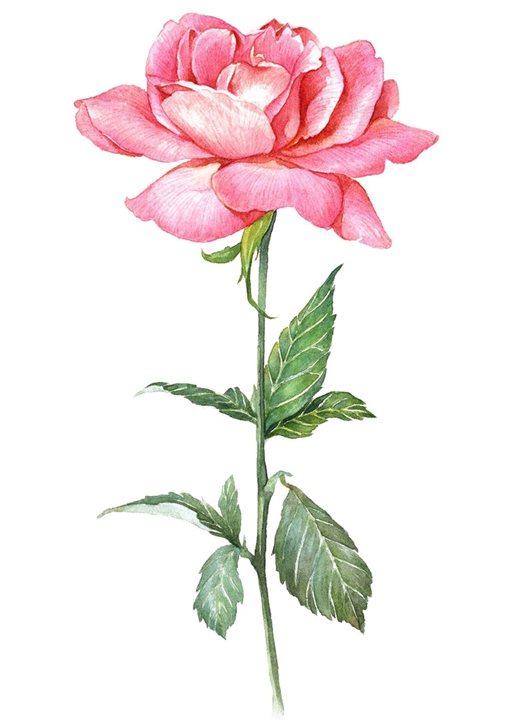 玫瑰花图片水彩画