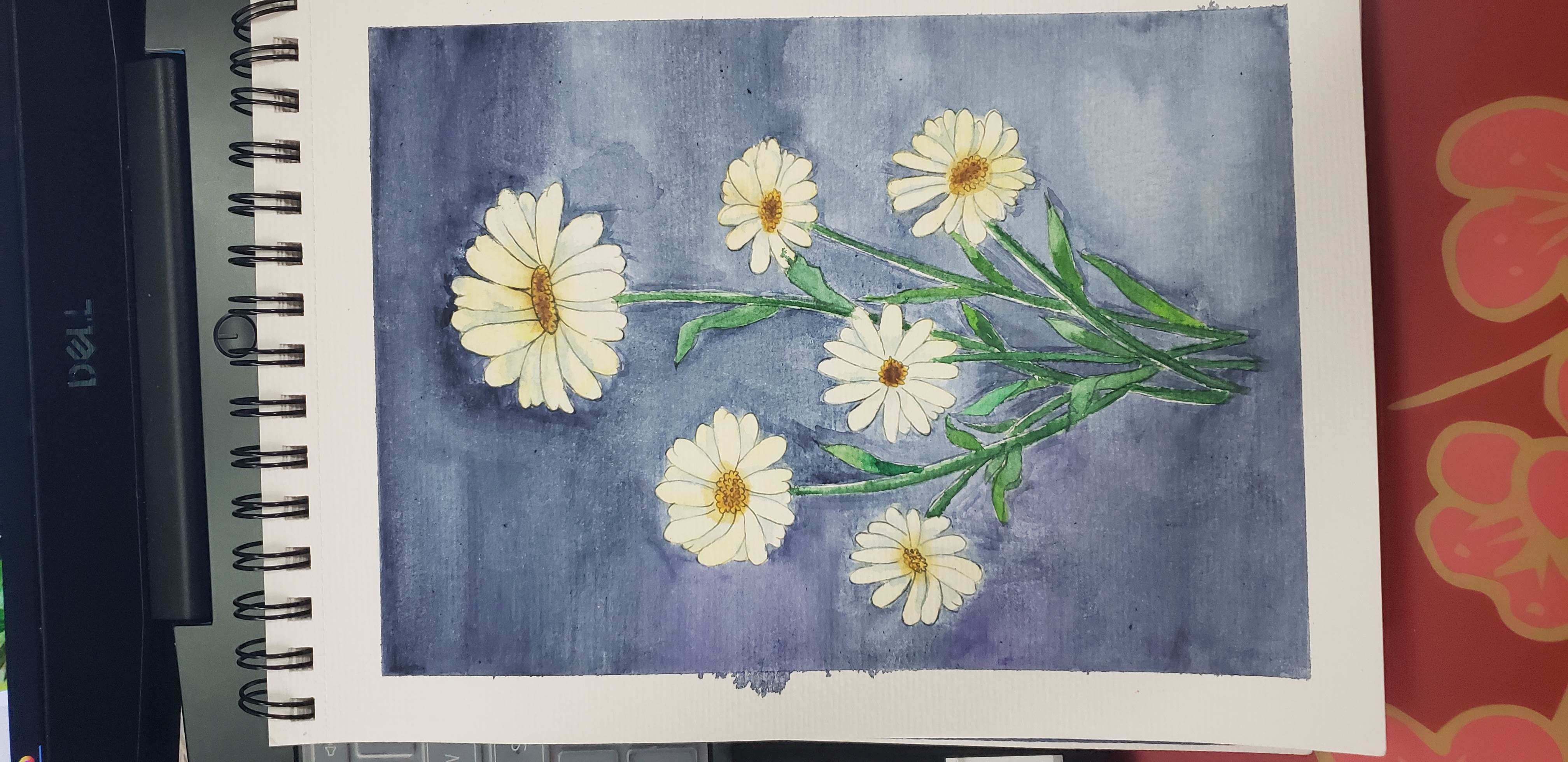 雏菊水彩画图片