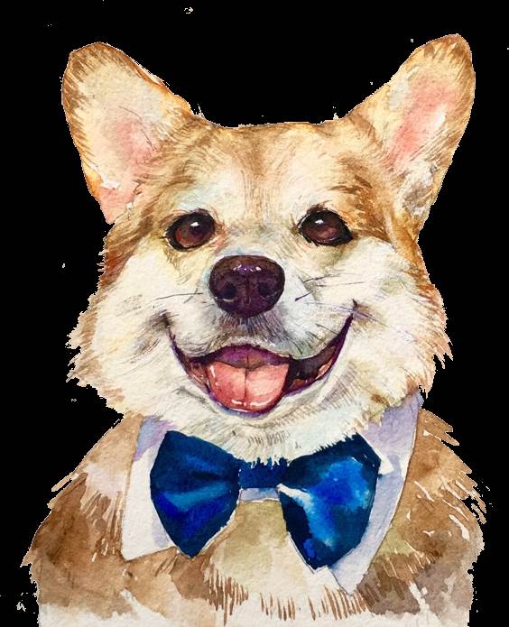 水彩画人物柯基