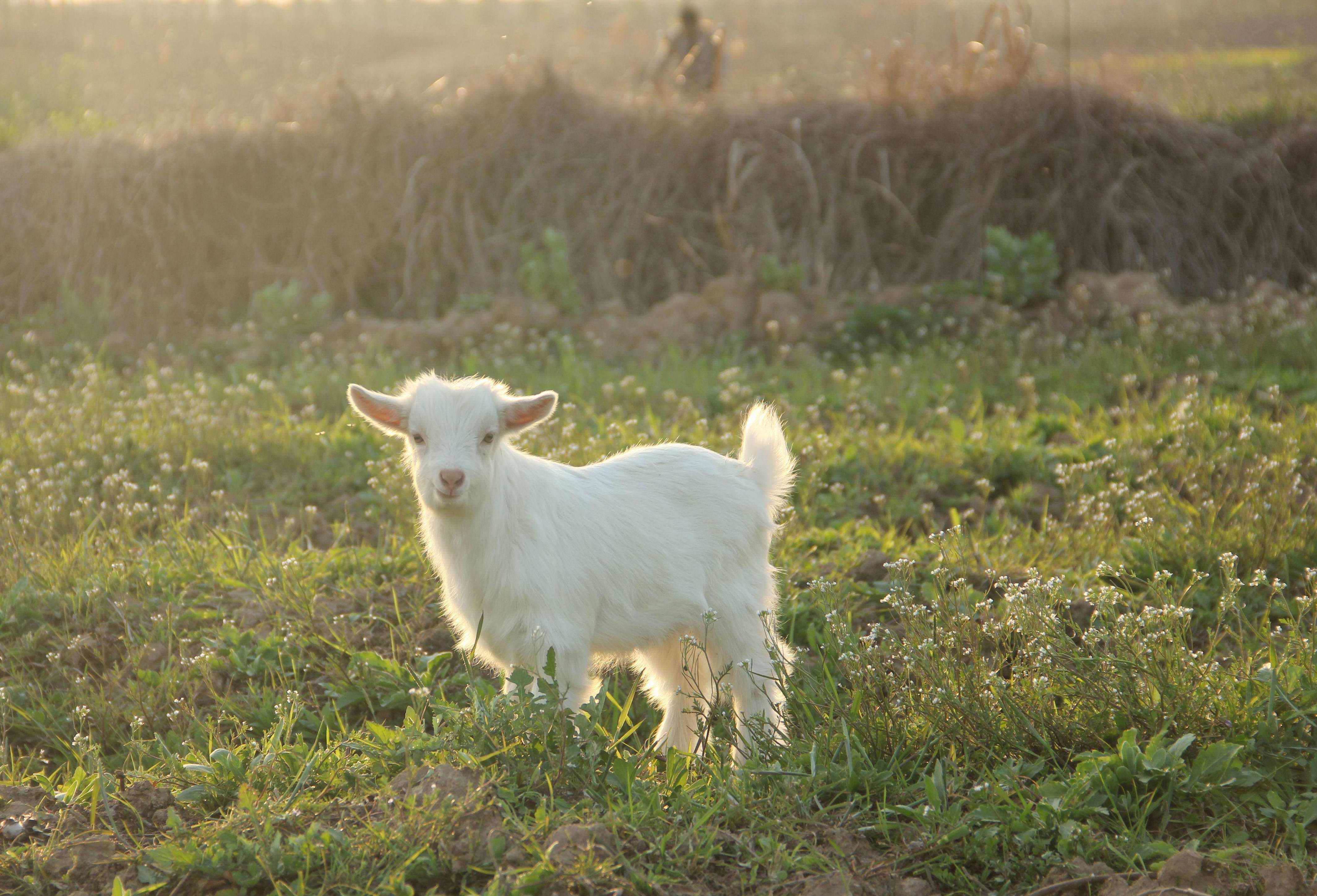 小山羊图片