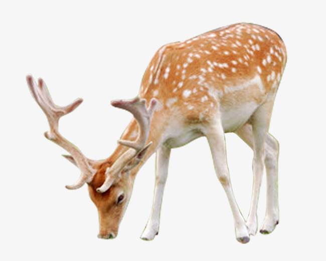 梅花鹿图片