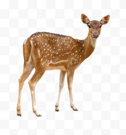 梅花鹿图片
