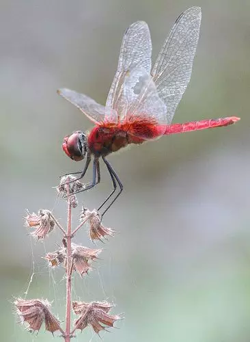 蜻蜓图片