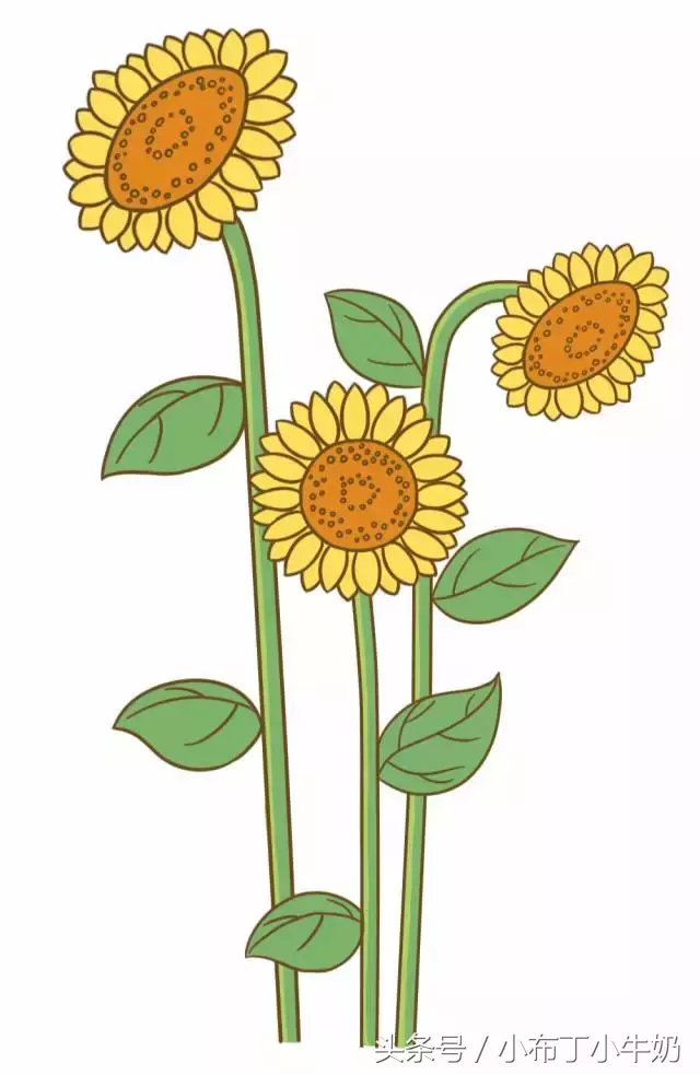 太阳花图片简笔画